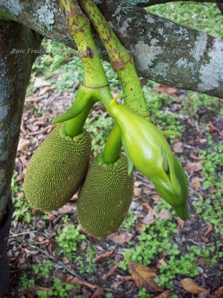 Jackfruit (Artocarpus heterophyllus) Moraceae