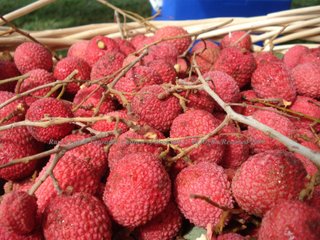 Lychee (Litchi chinensis) Sapindaceae