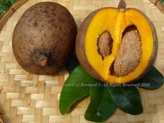 Mamey Apple (Mammea americana)