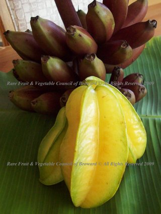 Carambola (Averrhoa carambola) Oxalidaceae