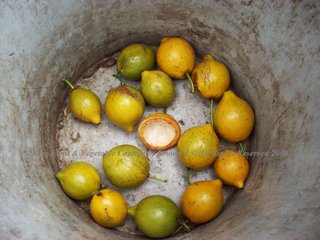 Bacuriparí (Garcinia macrophylla) Clusiaceae