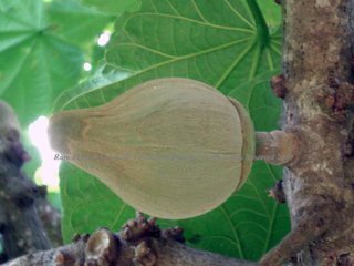 Chupa-Chupa (Quararibea cordata) Malvaceae