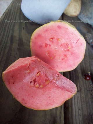 Guava 'Ruby x Supreme' 10.40 (Psidium guajava) Myrtaceae