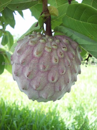 Ilama (Annona diversifolia) Annonaceae