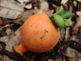 Seashore Mangosteen (Garcinia hombroniana) Clusiaceae