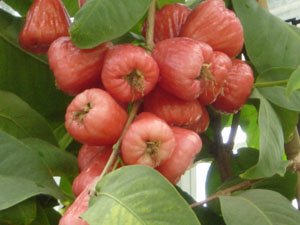 Wax Jambu (Syzygium samarangense )