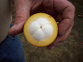 Bacuriparí close-up (Garcinia macrophylla) Clusiaceae