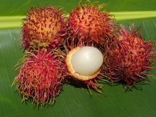 Rambutan (Nephelium lappaceum) Sapindaceae