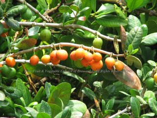 Imbe (Garcinia livingstonei)