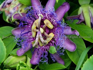 Purple Passion Fruit (Passiflora edulis)