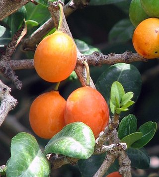 Imbe close-up (Garcinia livingstonei) Clusiaceae