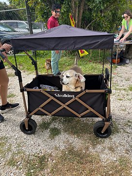 Doggie in cart