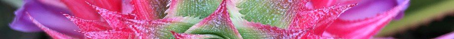 pink pineapple 4.2018 fc